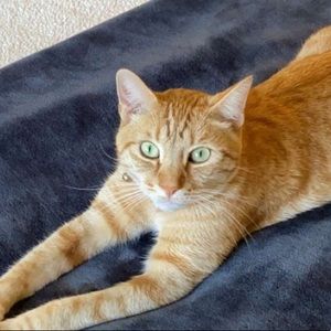 Meet your Posher, Peter